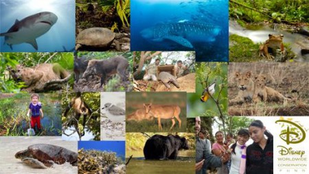 2013 DWCF Collage(1)