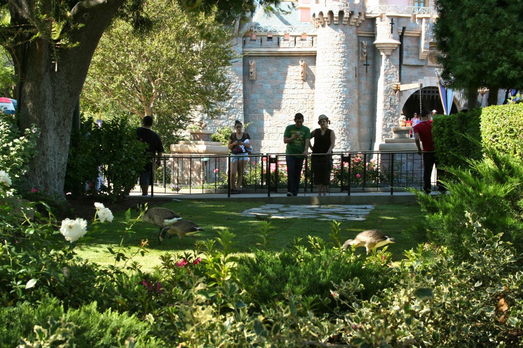 Back at the castle, Canadian Geese forage on the lawn