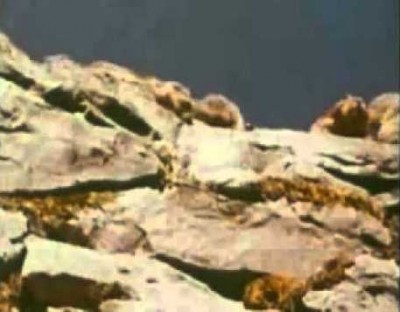 White Wilderness Lemmings