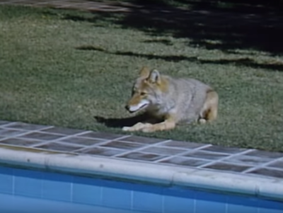 a-country-coyote-goes-hollywood