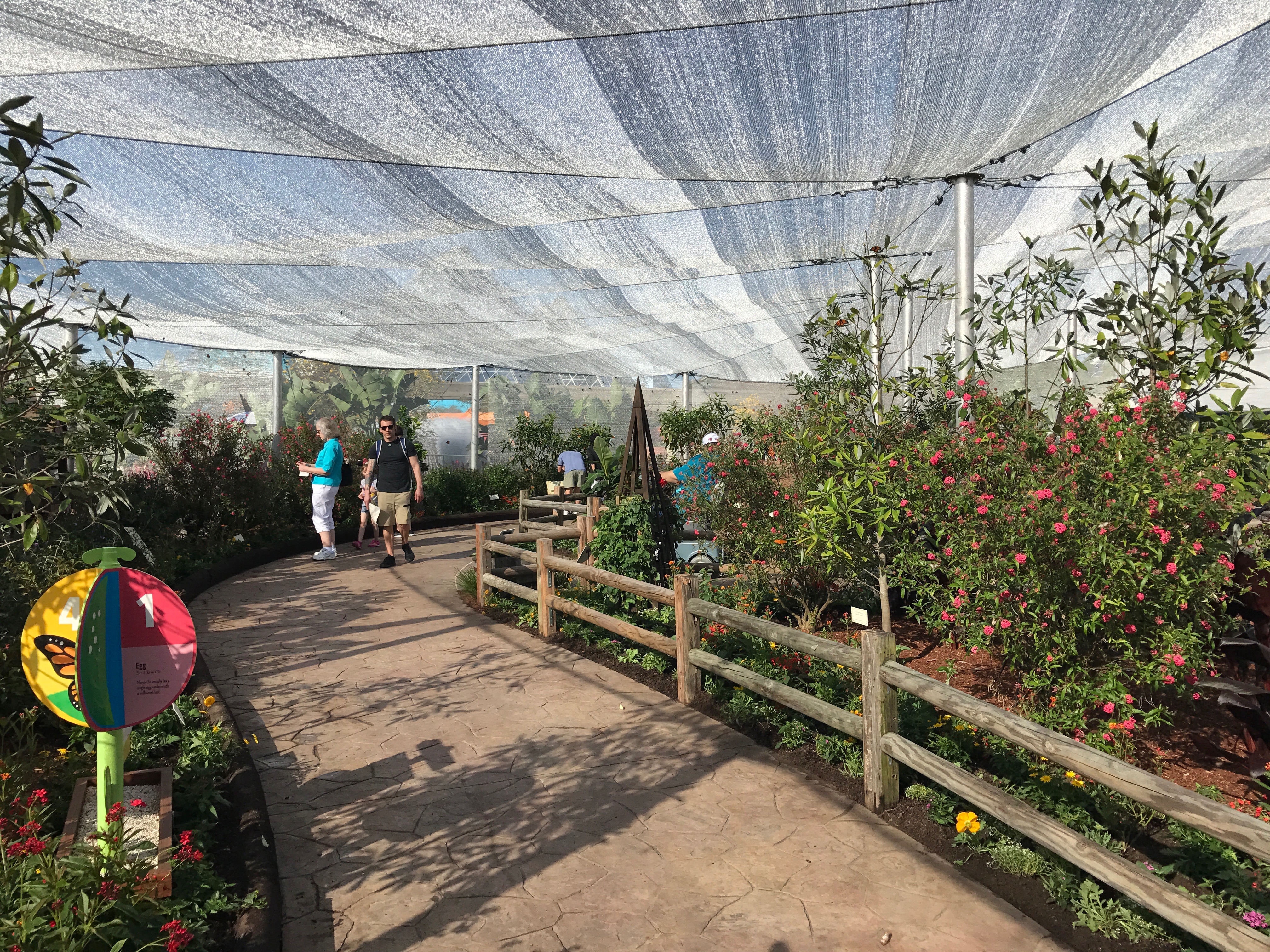 Inside a very active butterfly house