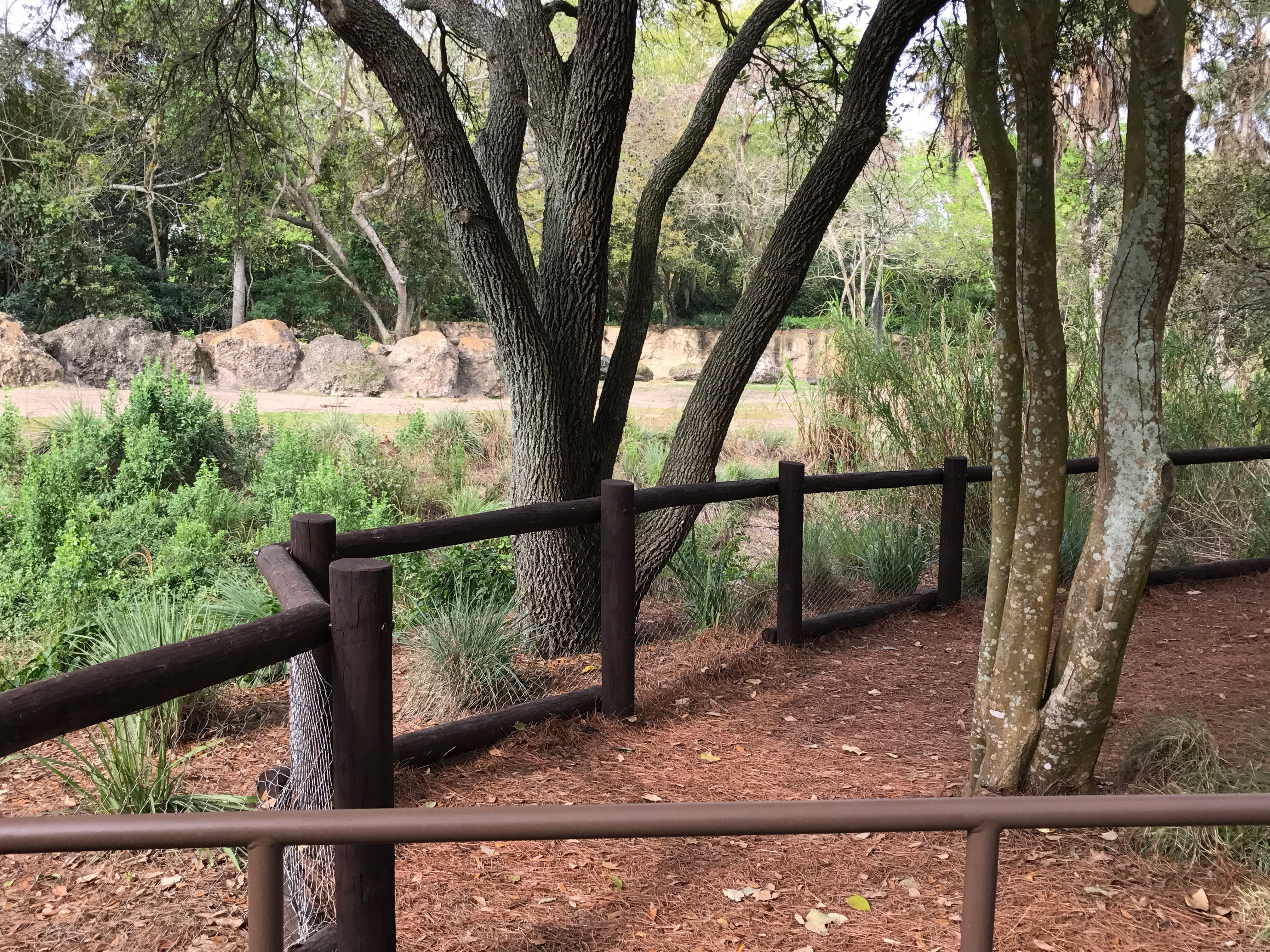 Viewing area away from the elephants but close enough to get a great view.