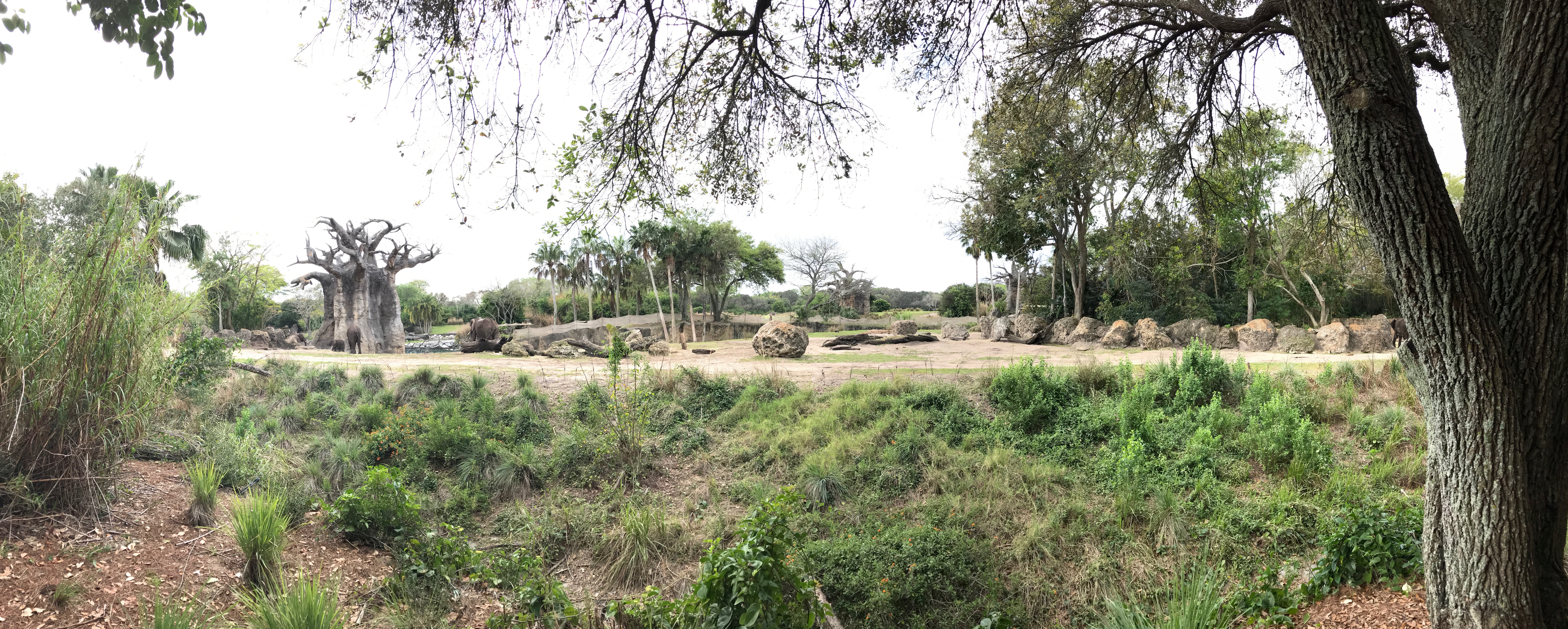 A beautiful view of the elephant area.