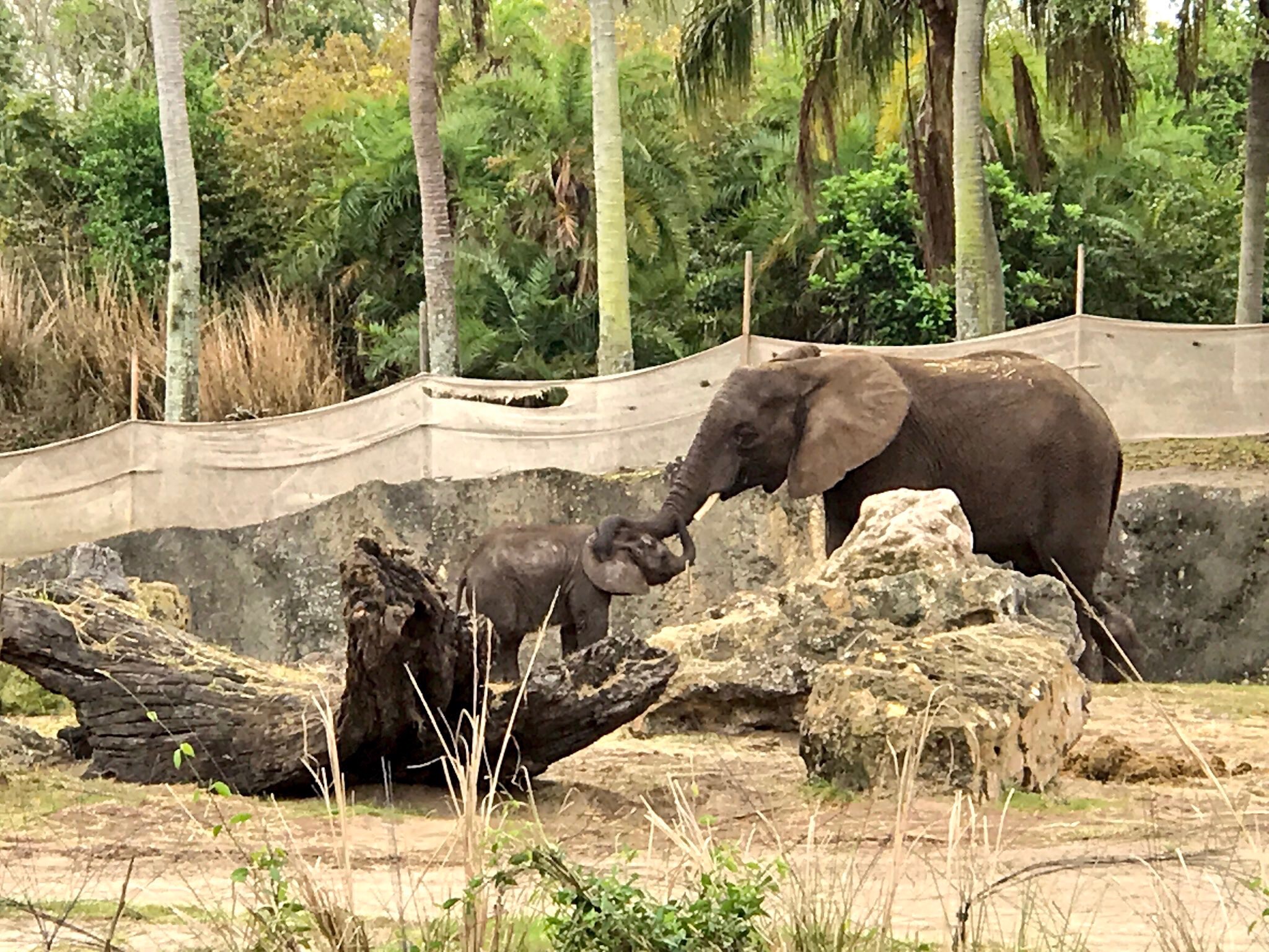 Baby Stella and momma Donna sharing a touching moment.