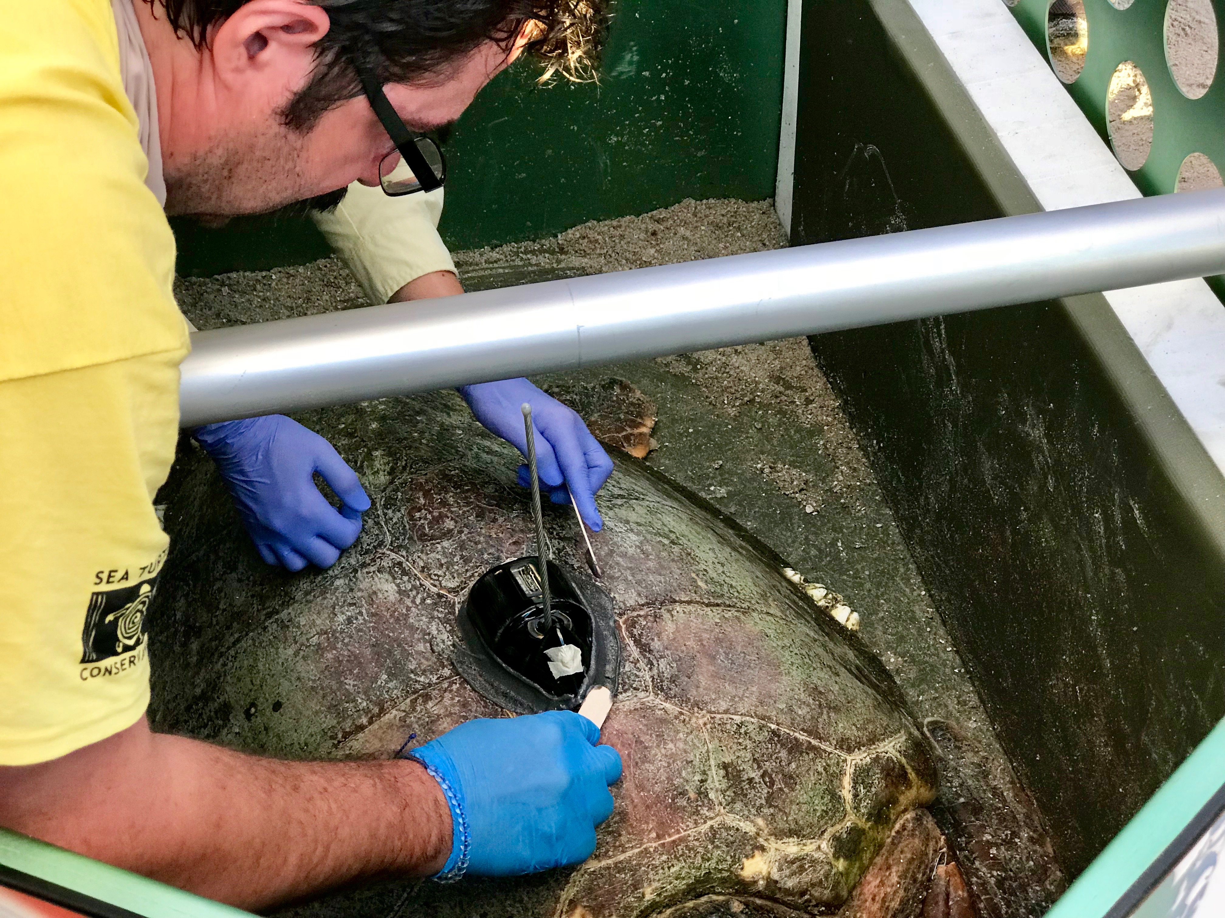 Tour de Turtles - Disney's Vero Beach Resort