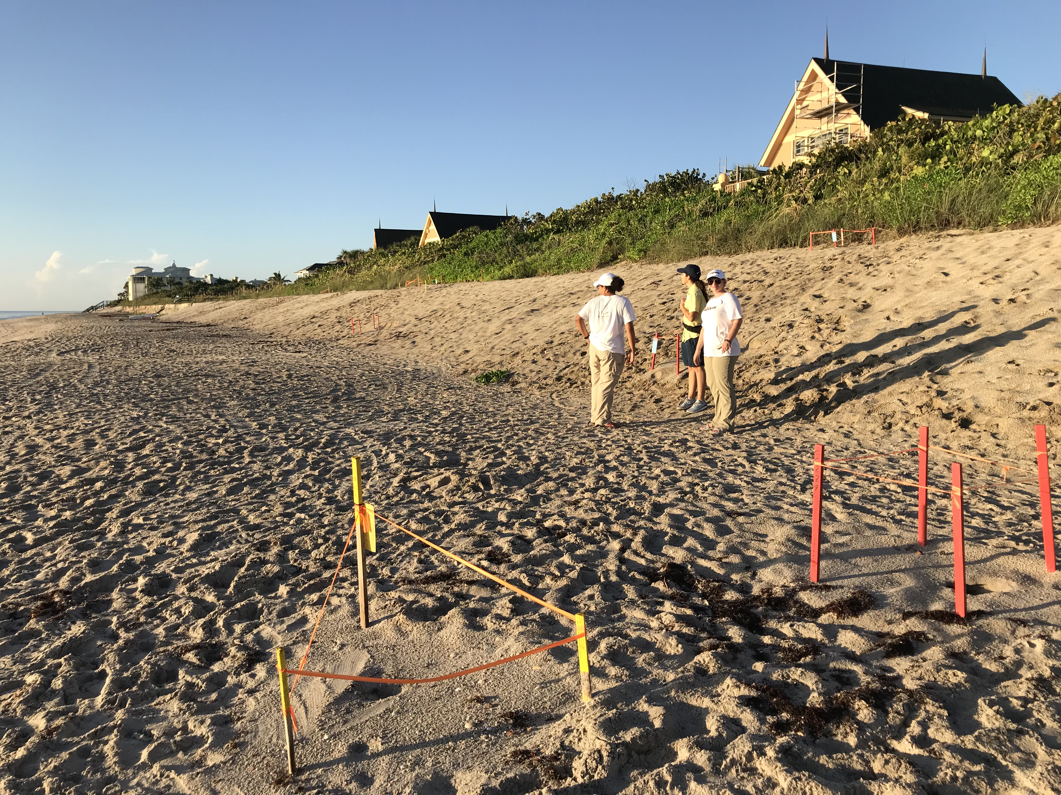 Tour de Turtles - Disney's Vero Beach Resort