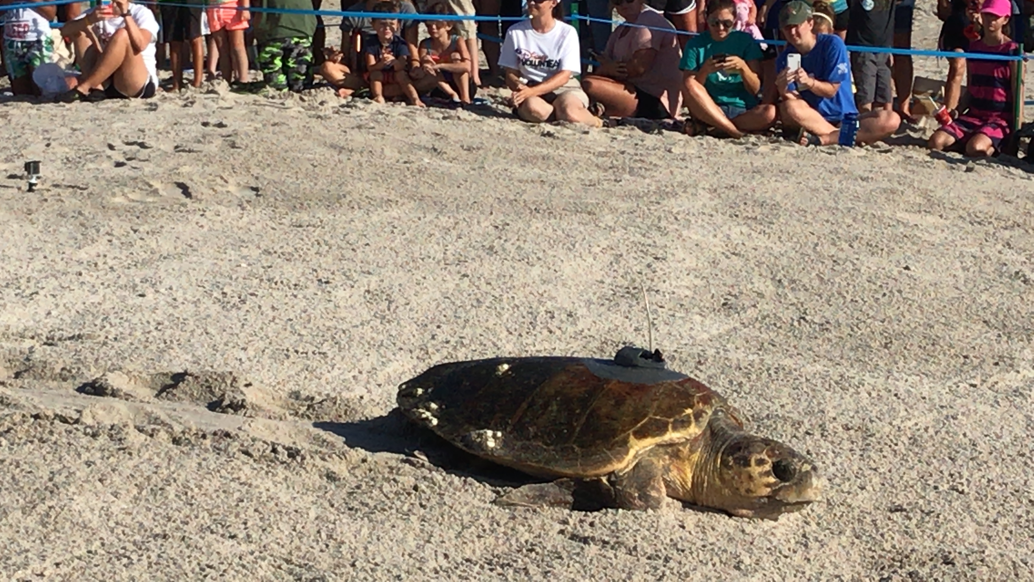 Tour de Turtles - Disney's Vero Beach Resort Sally