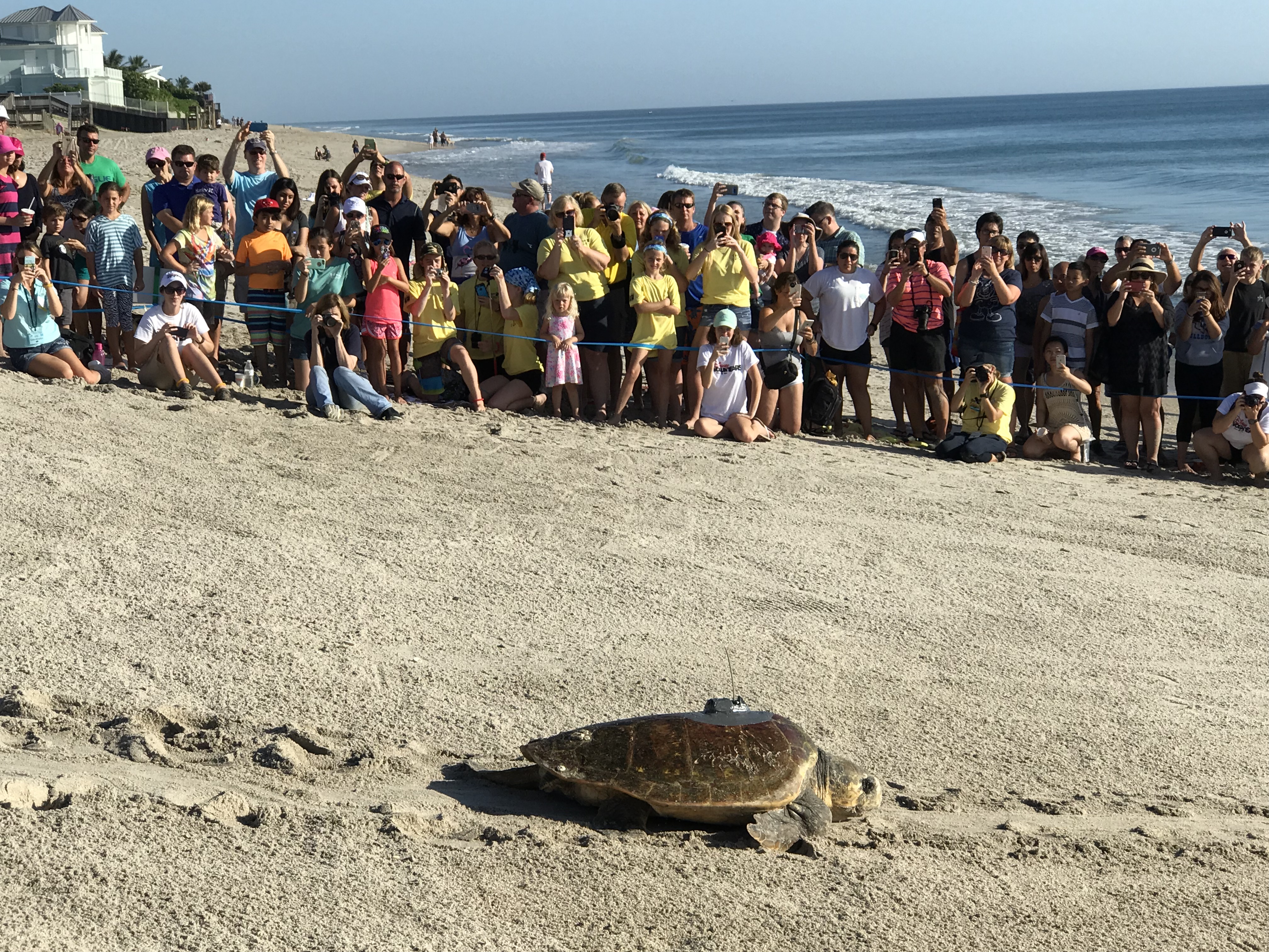 Tour de Turtles - Disney's Vero Beach Resort Cruz