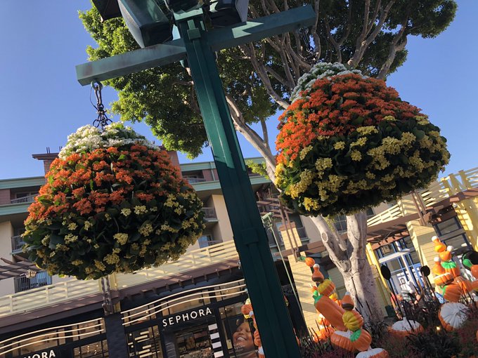 Candy Corn hanging plants!