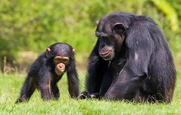 Picture from National Geographic Kids