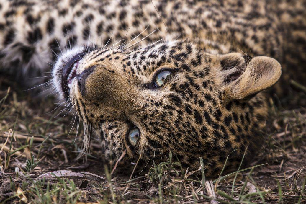 Toto lying on the ground resting. (Beverly Joubert)