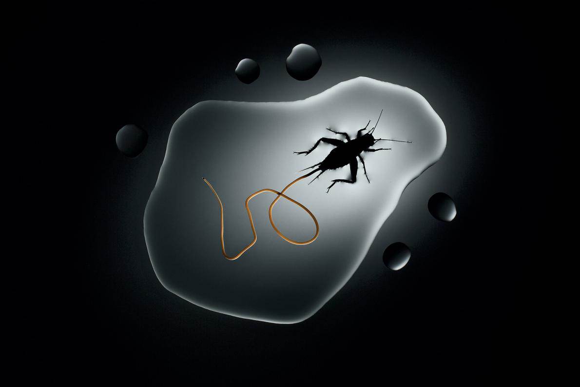 Photo Source: National Geographic (Anand Varma)