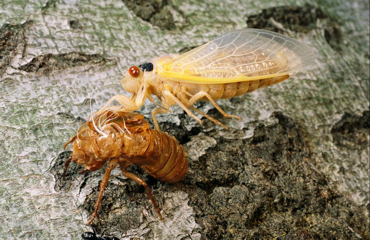 (Darlyne A. Murawski/National Geographic)