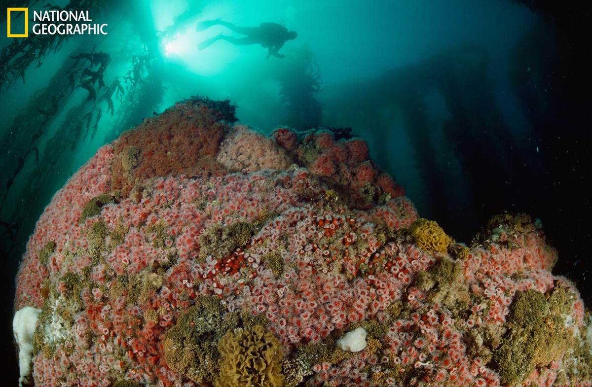 (National Geographic)