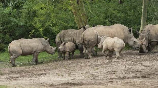 White Rhinos