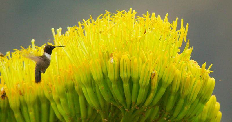 A hummingbird feeding on agave flower nectar. 
(National Geographic/Henry Davis)