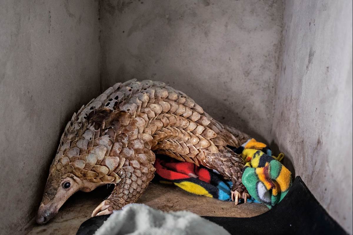 Travelers will visit Save Vietnam’s Wildlife Rescue Center, where orphaned and injured wildlife are rehabilitated before being released back into the wild. There, travelers learn about initiatives spearheaded by National Geographic Explorers and other researchers to protect critically endangered pangolins. Pictured here, a rescued pangolin. (Brent Stirton, photographer)