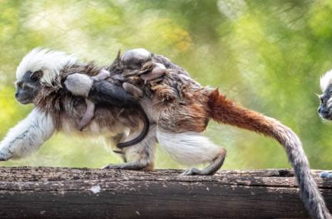 Aaron Wockenfuss/Walt Disney World