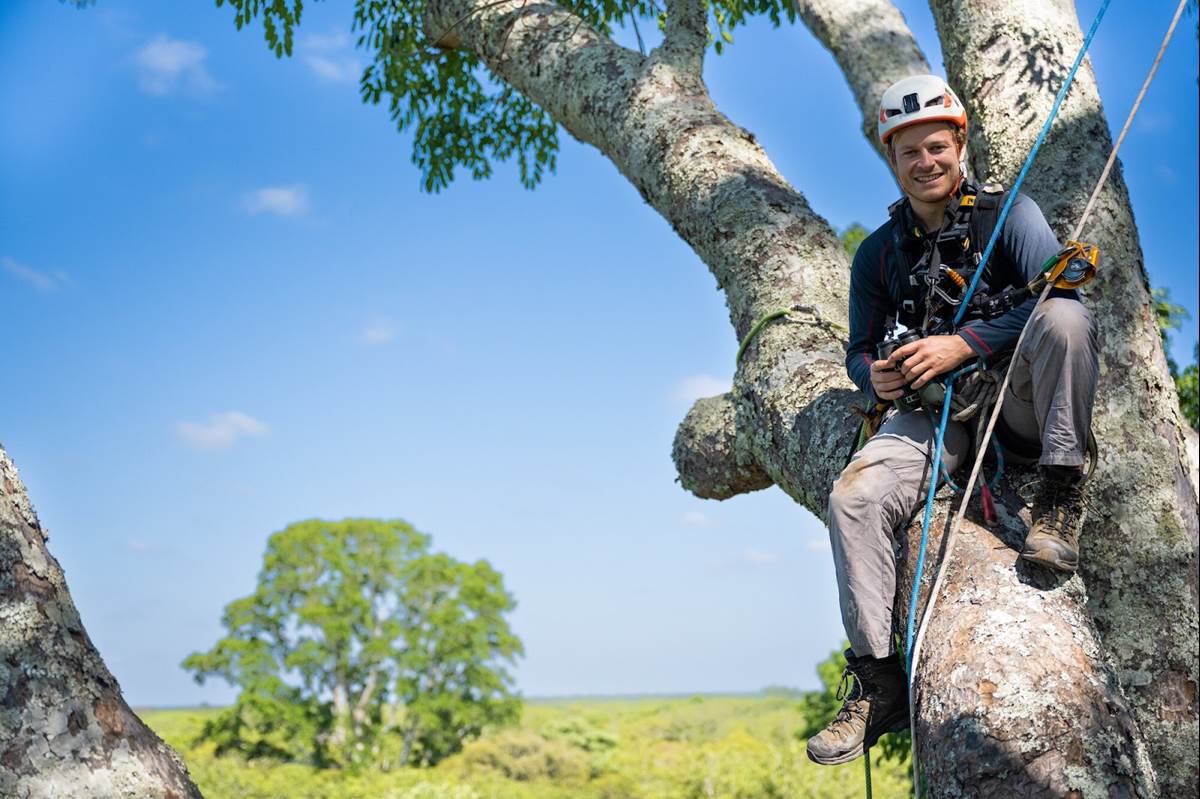 Bertie Gregory in Kasanka's tallest tree. (Credit: National Geographic/Oliver Laker for Disney+)