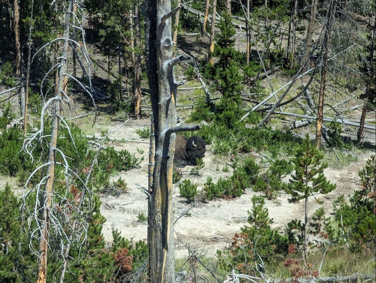 I Believe This Was Our First Bison Sighting