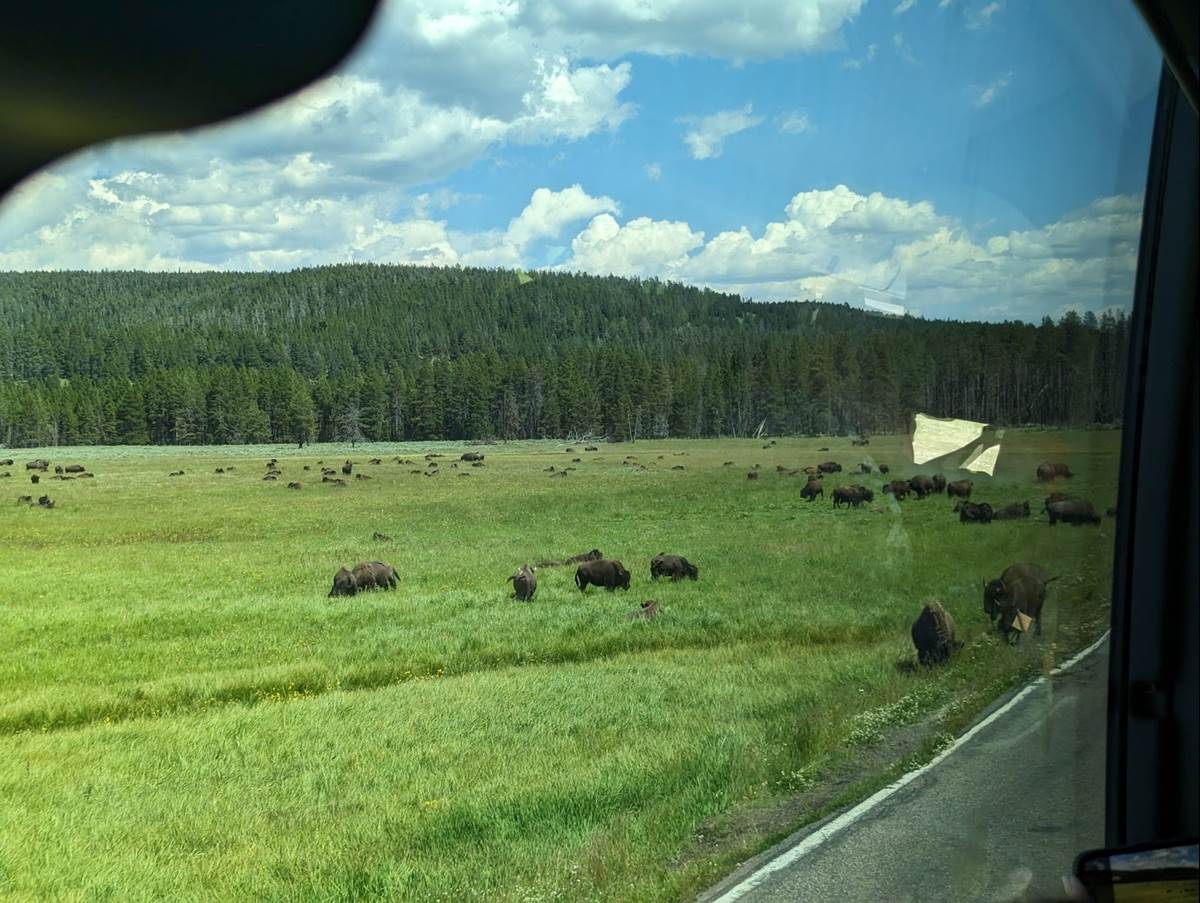 And Then We Saw So Many Bison!