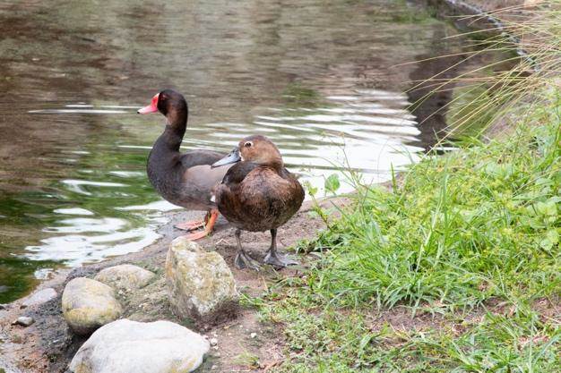 A pair of ducks standing on the edge of a pond</p>
<p>Description automatically generated