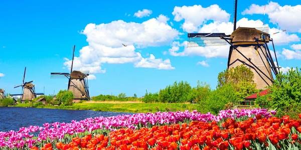 A row of windmills lines the shores of a canal near a field of tulips