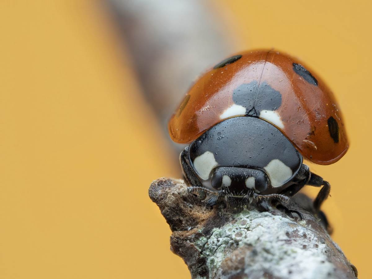 (National Geographic/Jamie Thorpe)