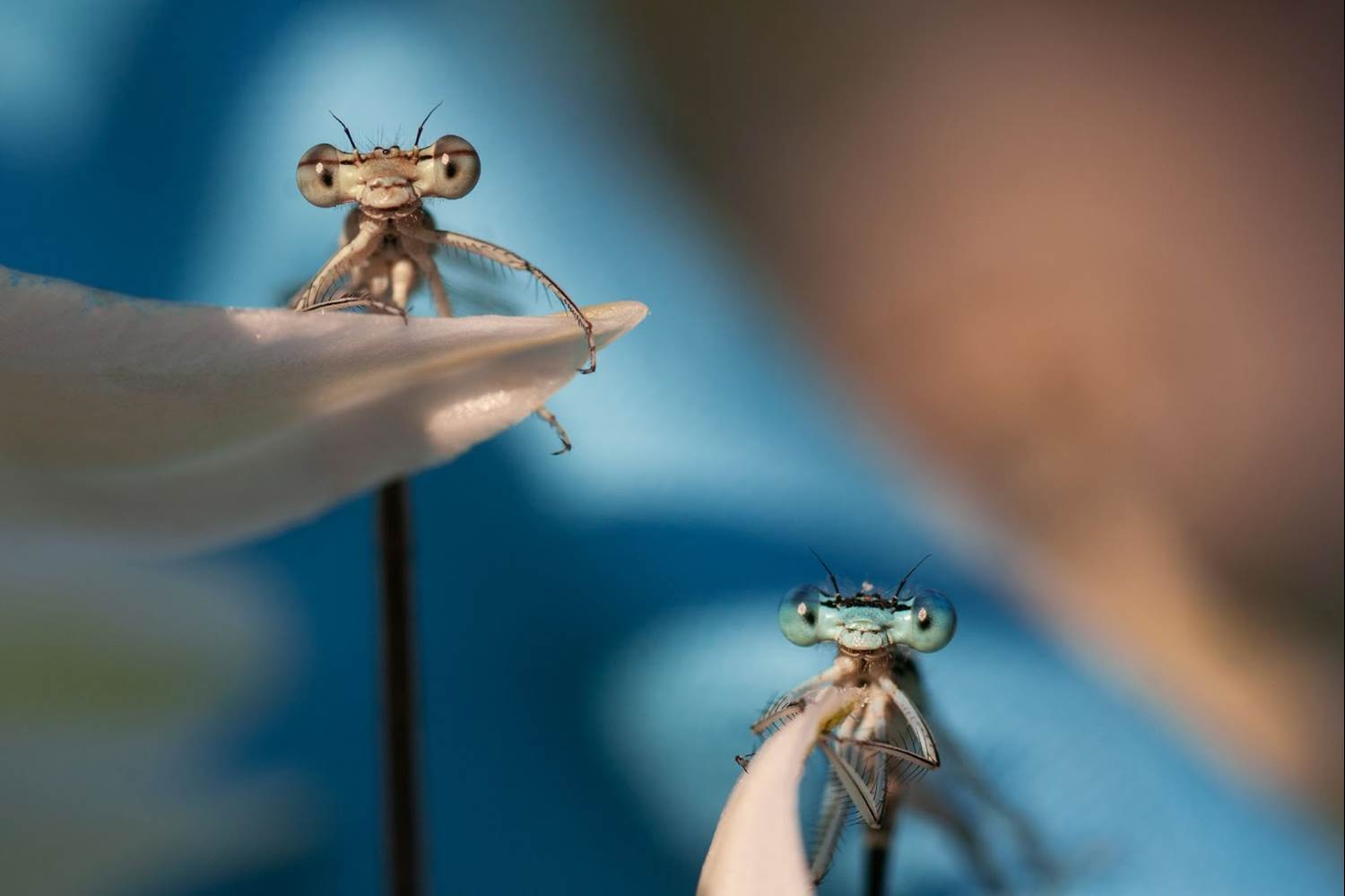 (National Geographic/Remus Vasile Triplea)