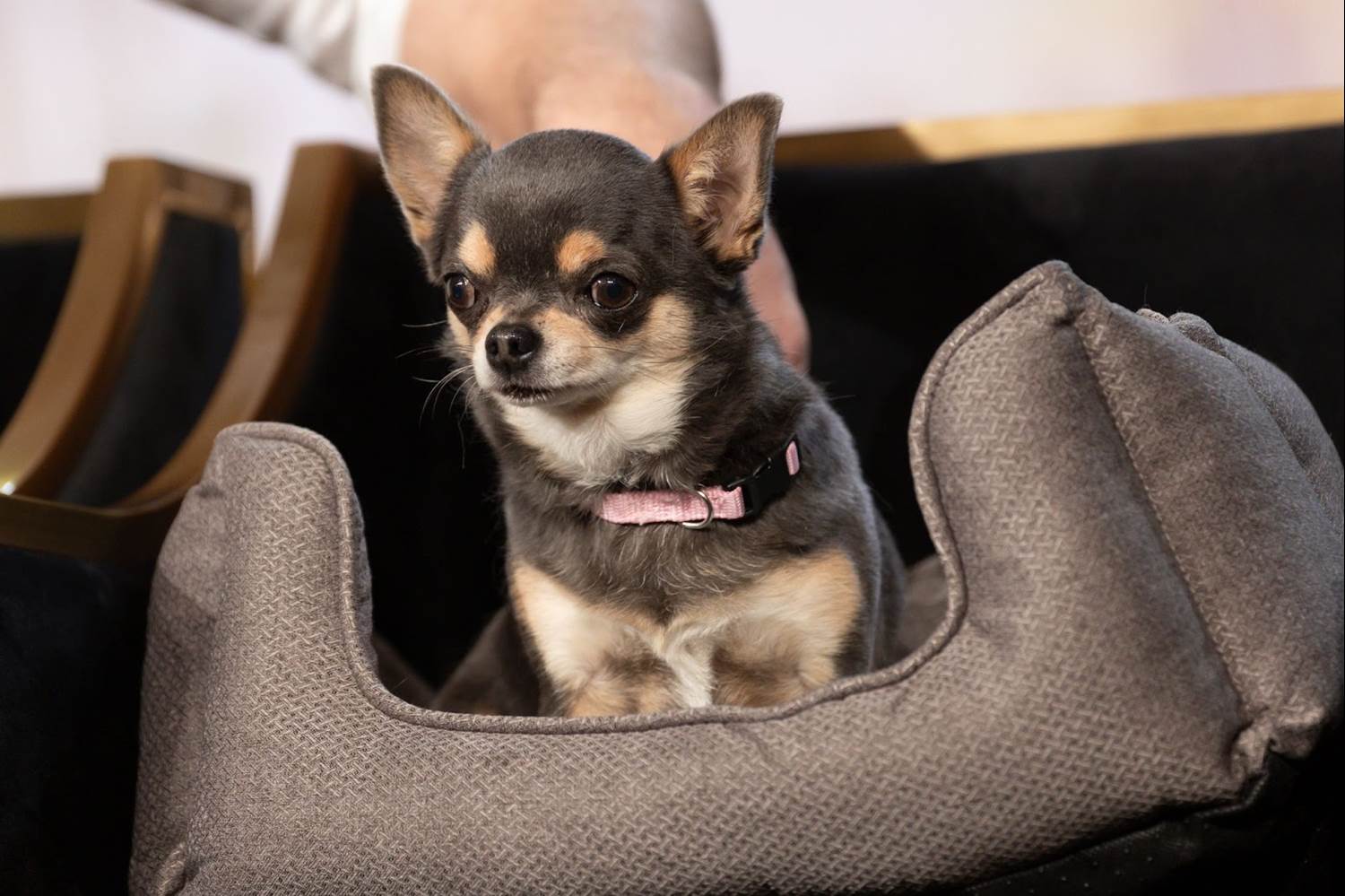 (Disney/PictureGroup)