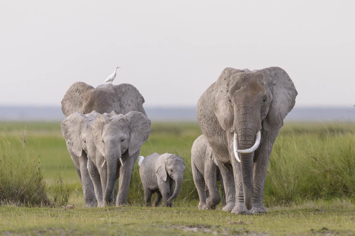 A herd of African elephants walks out of the long grass on their way to feed. (NationalGeographic for Disney/Oscar Dewhurst)