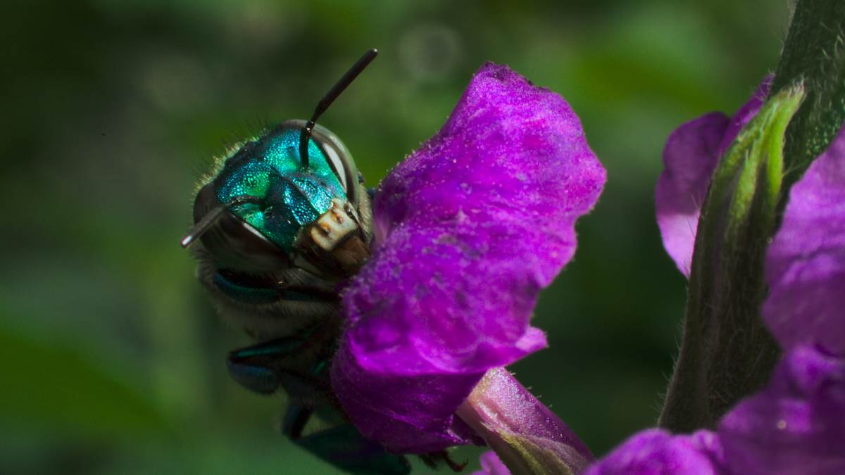 A female orchid bee collects nectar and from flowers.(National Geographic for Disney)