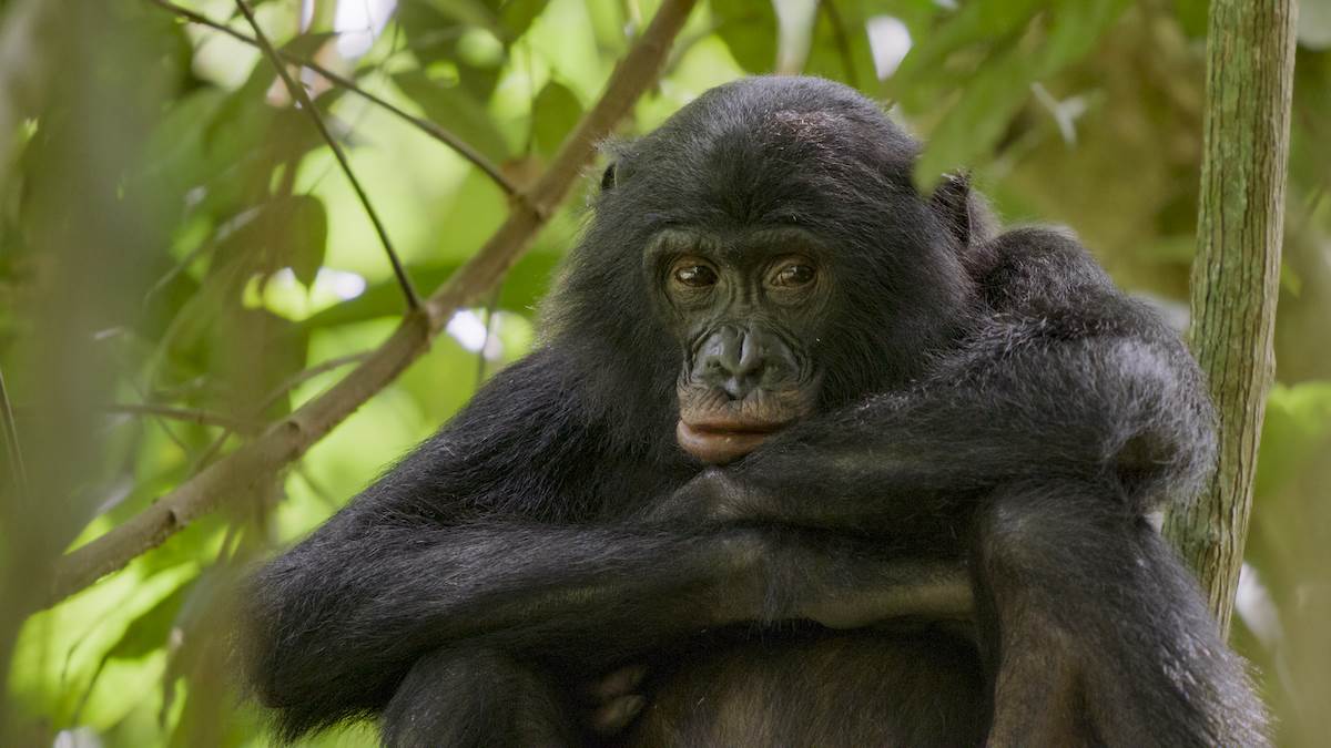 A portrait of a female bonobo. (National Geographic for Disney)
