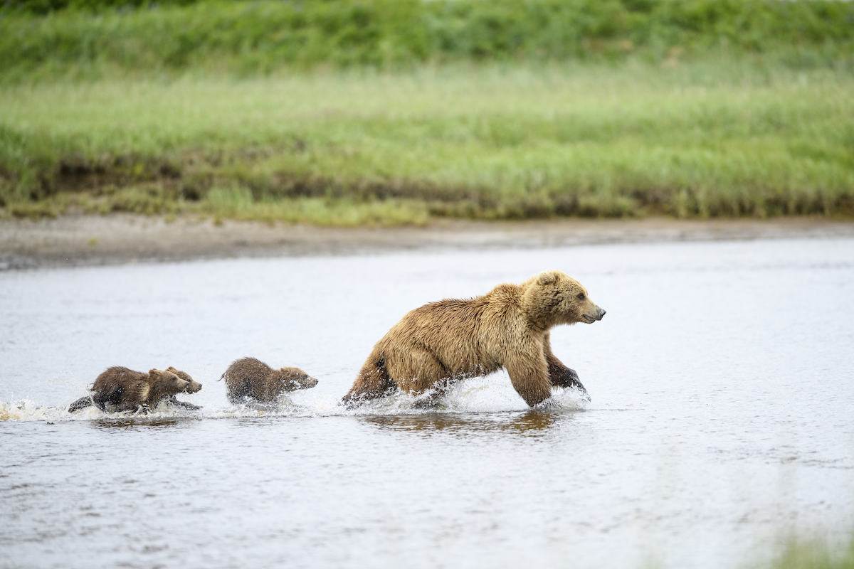 A female brown bear leads her cubs away from an approaching male as they run across a river channel in Alaska. (National Geographic for Disney/Oscar Dewhurst)
