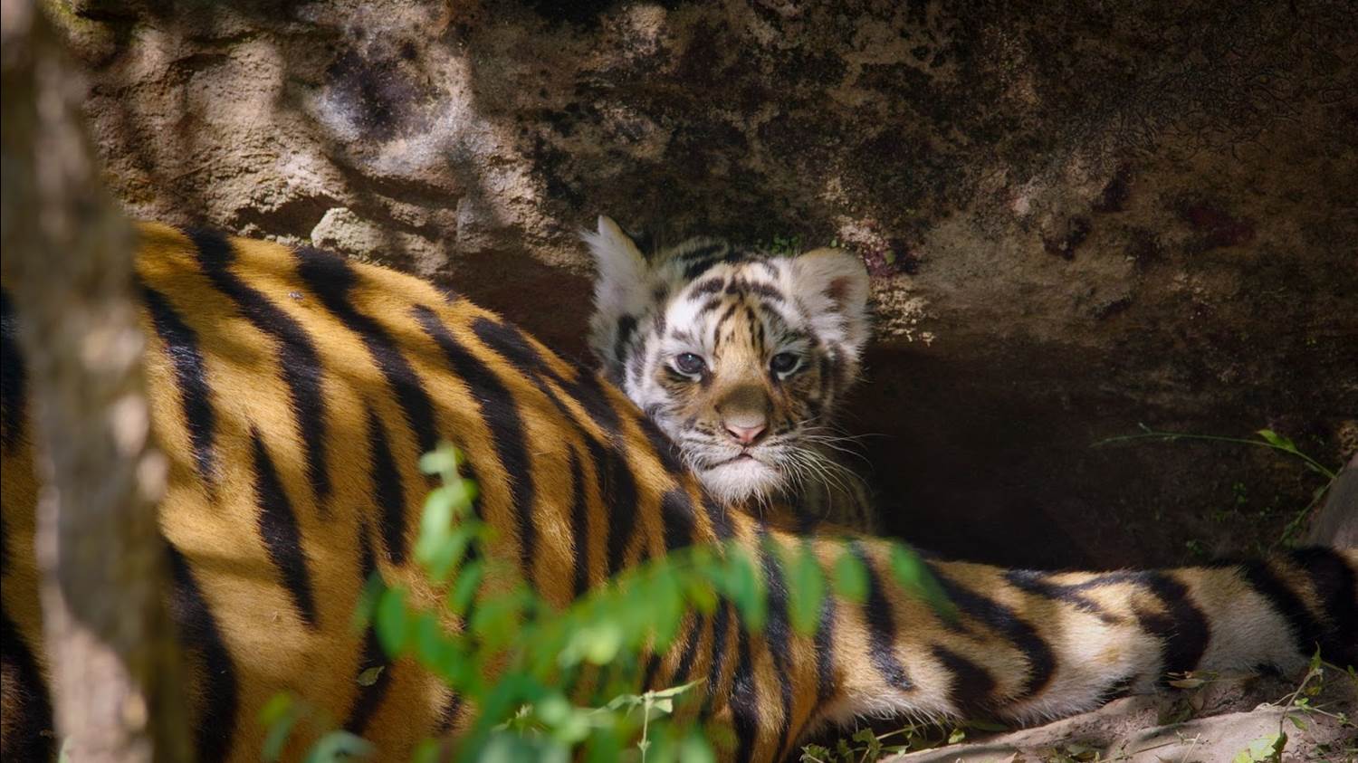 (Sam Stewart/Disney)