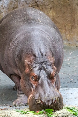 Photo Credit/Landon McReynolds