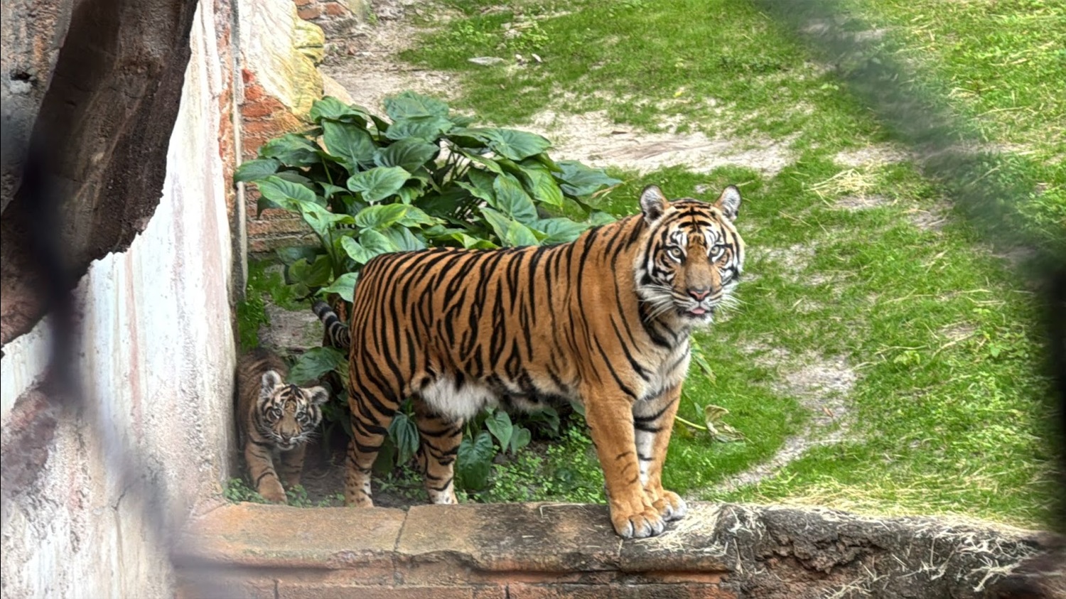 Photos Bakso The Sumatran Tiger Cub Makes His Debut At Disney s Animal
