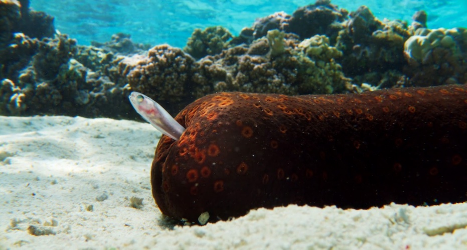 (National Geographic)