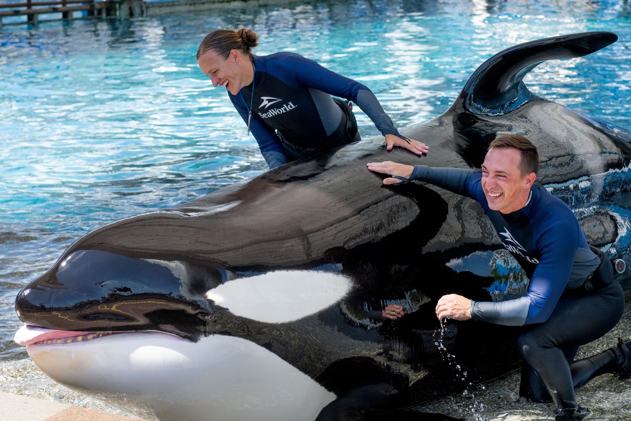 SeaWorld Orlando Mourns the Passing of Beloved Orca Katina