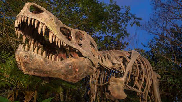 This is a replica of the most complete T-Rex skeleton ever unearthed and it can be found at Animal Kingdom. Do you know its name?