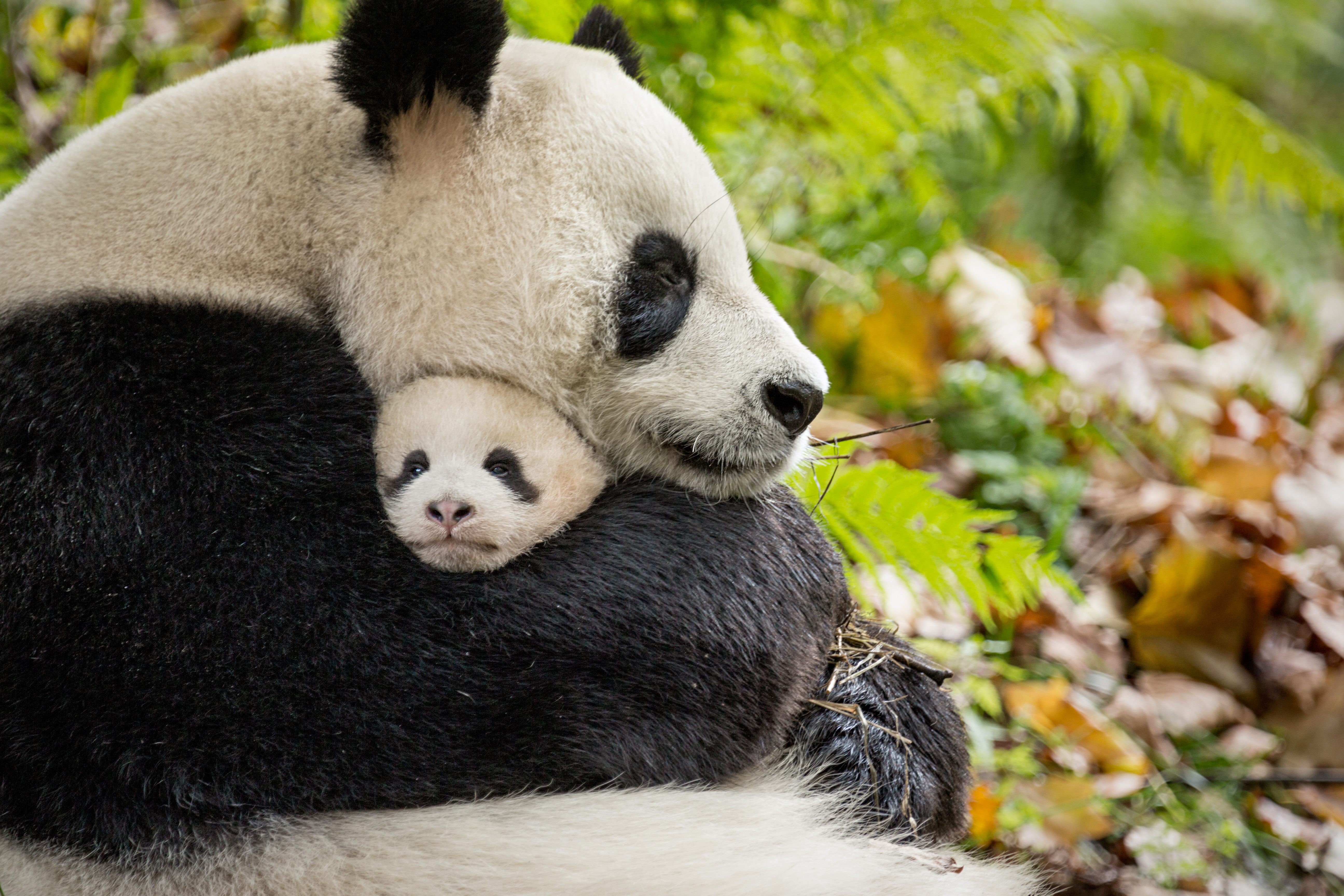 Movie Review: Disneynature Born in China