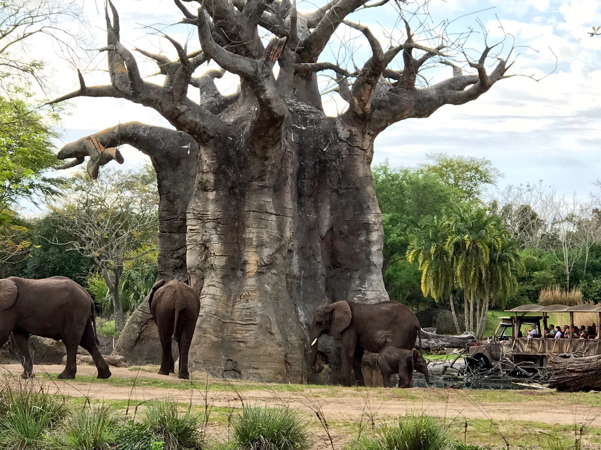 Tour Review: Disney's Animal Kingdom's Caring for Giants