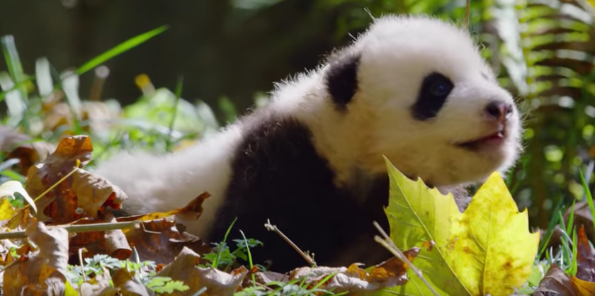 Disneynature's "Born in China" Celebrates National Panda Day