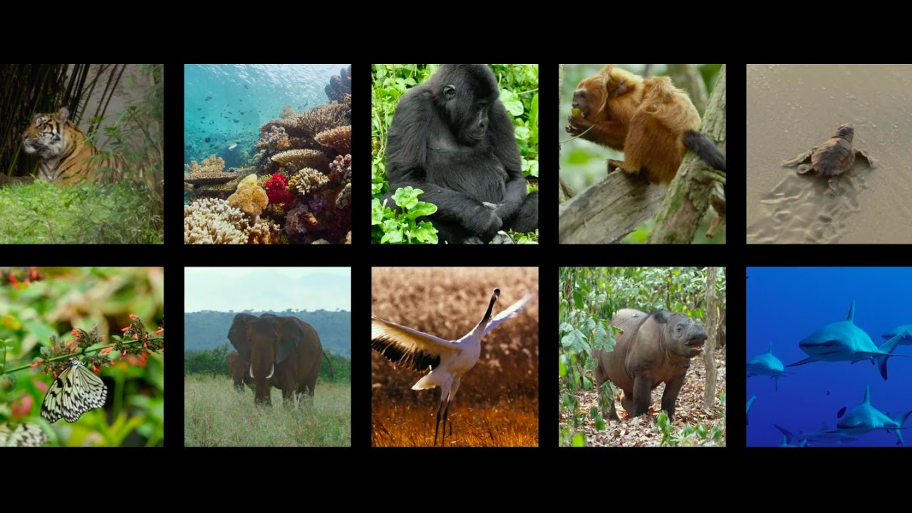 Disneynature Highlights Wildlife Legacy and Conservation Impact