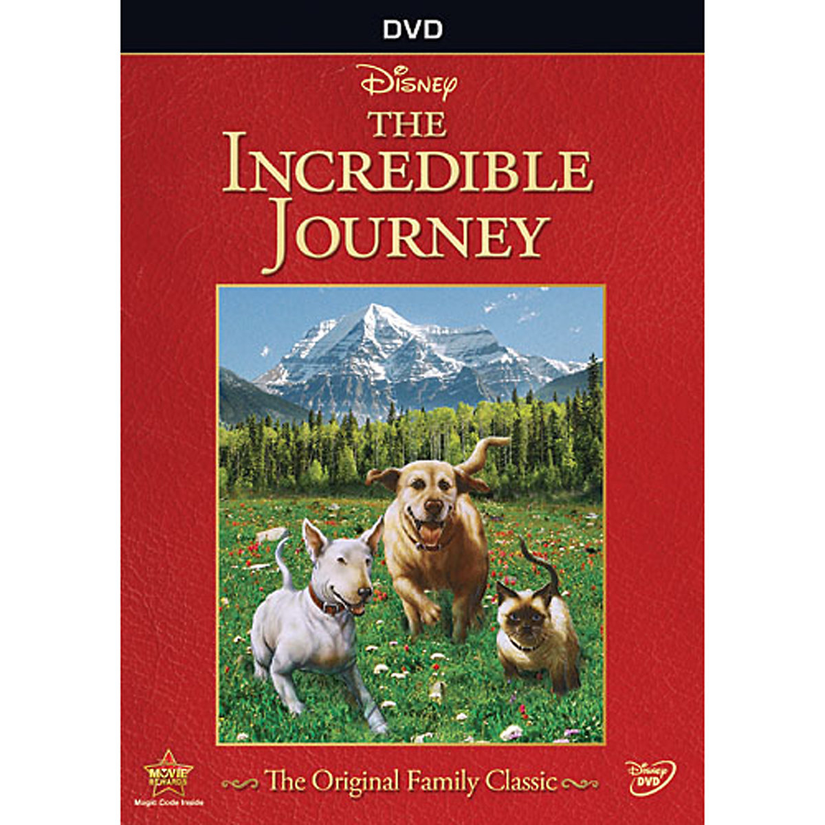the incredible journey book summary