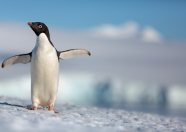 First Trailer for Disneynature’s “Penguins” Debuts