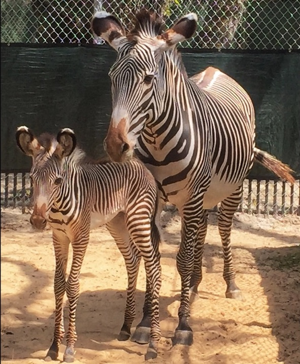 Grevy Zebras