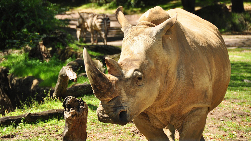Up Close with Rhinos