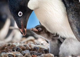 Disney Releases Trailer for Disneynature's "Penguins," Announces New Conservation Initiative