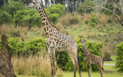 Male Masai Giraffe Calf Makes His Debut on Kilimanjaro Safaris